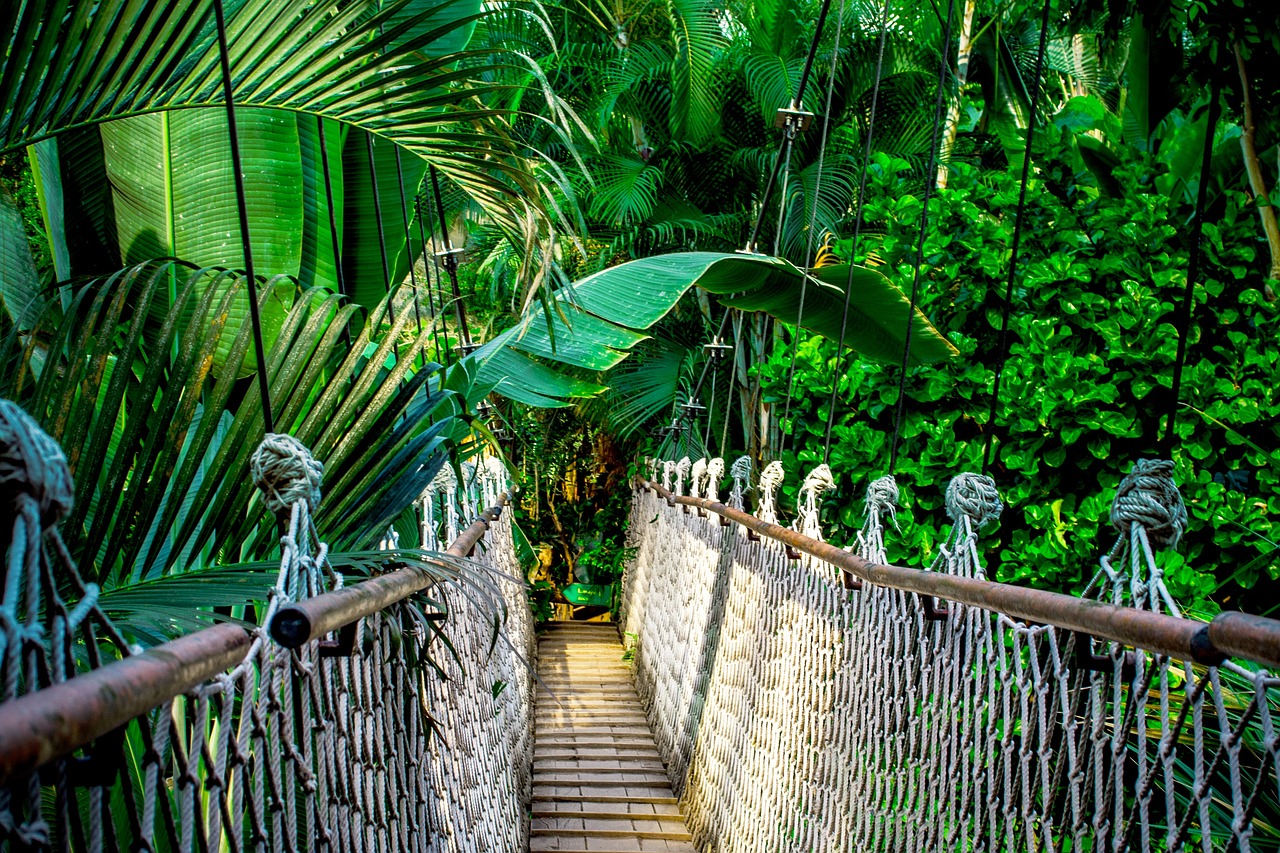 suspension-bridge-rainforest-amazon-959853